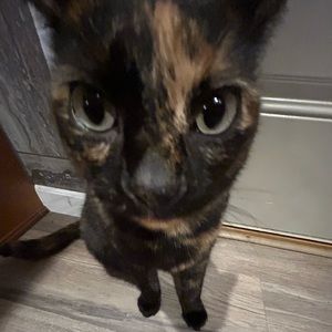 Meet your Posher, Ty